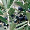 Olives Provence Végétalement