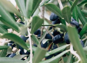 Olives Provence Végétalement