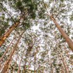 Inattendue : 500 millions d’hectares de forêts découverts