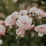 Beauté : les vertus de la Rose